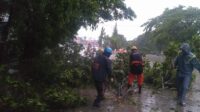 Ramai Pohon Tumbang, Ini Imbauan Kepala BPBD Maros