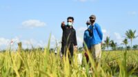 Besok, Mentan Panen Padi “Blasteran” Amerika-Indonesia di Maros
