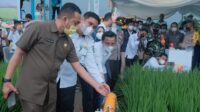 PLN Buat Listrik Khusus Kawasan Pertanian di Maros, Bisa Hemat 45 Persen