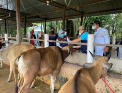 Bupati Ingatkan Perda; Sapi Tidak Dikandangkan Bakal Ditangkap, Pemilik Bisa Ditahan