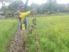 Pekan Depan Harusnya Panen, Petani Rugi Besar Karena Serangan Burung Pipit