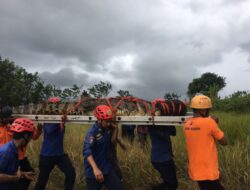 Tidak Ada Sungai, Buaya 3,6 Meter Muncul di Sawah Warga