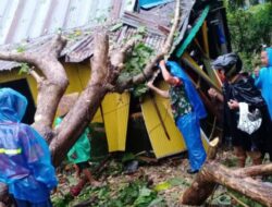 Pohon Tumbang Timpa Rumah, Nenek dan Cucunya Ada di Dalam