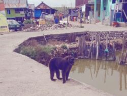 Kera Hitam Nyasar di Pesisir, Sudah Dua Bulan Bikin Warga Tidak Tenang