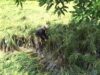 Kisah Sedih Petani di Maros Harus Panen Lebih Awal
