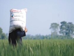DPRD Minta Distribusi Pupuk Subsidi di Maros Diawasi Ketat