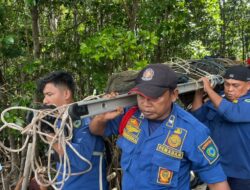 Buaya Nyasar ke Keramba, Dua Petugas Damkar Terluka saat Evakuasi