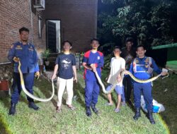 3 Ekor Ular Dievakuasi Damkar dari Permukiman Warga di Tanralili