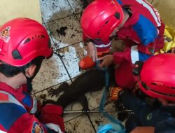Tiga Biawak Masuk Kantor Golkar