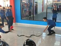 Ular King Kobra Masuk Permukiman Warga di Tanralili
