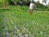 2.206 Hektare Lahan Pertanian di Maros Terancam Kekeringan